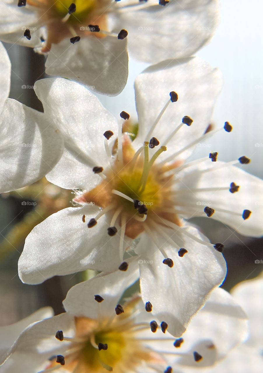 Pear flower