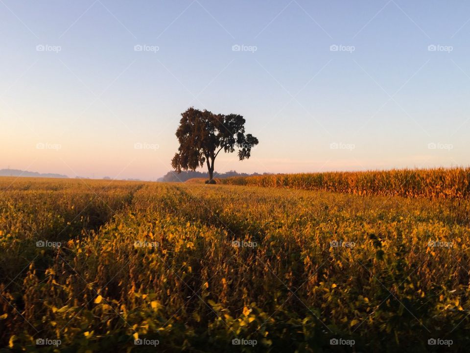 Outstanding in the Field