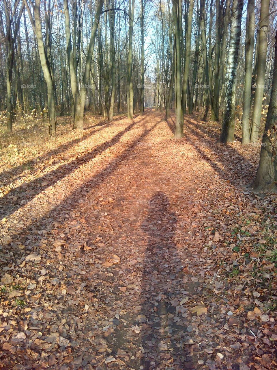 Wood, Nature, Tree, Guidance, Landscape