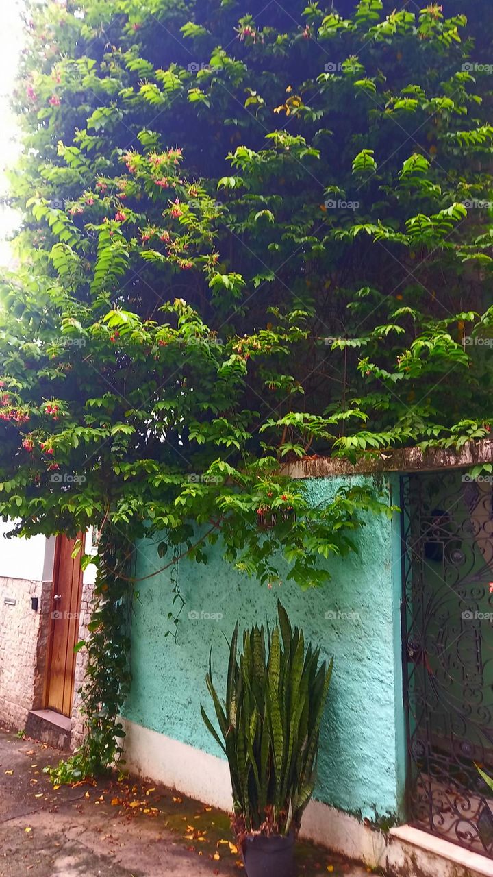 Comigo ninguém pode