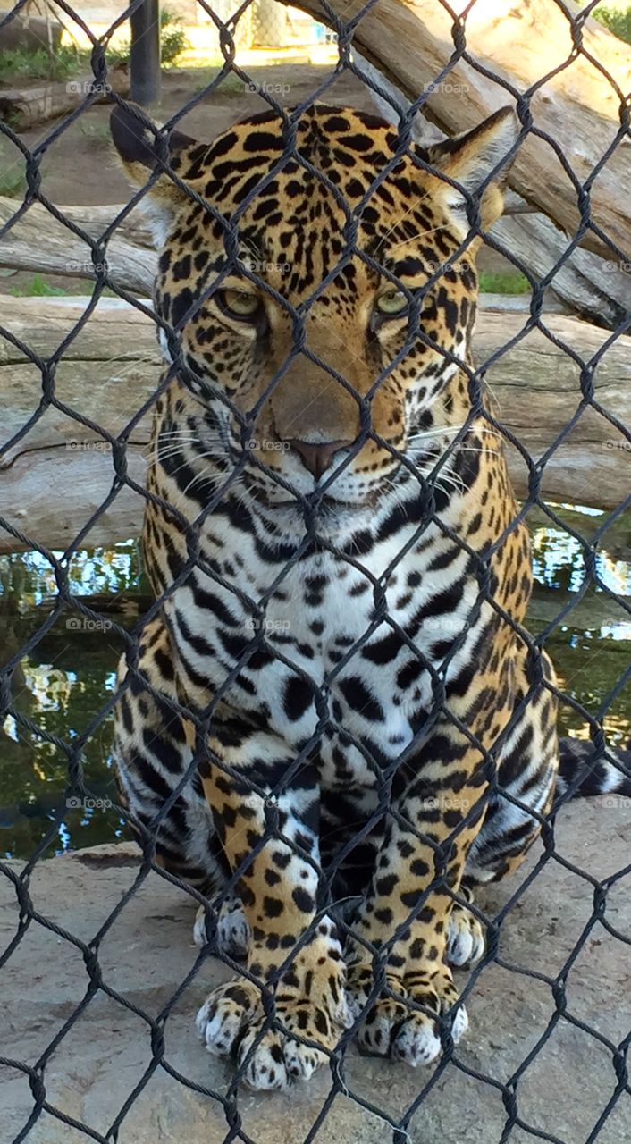 Baby Jaguar @ San Diego Zoo
