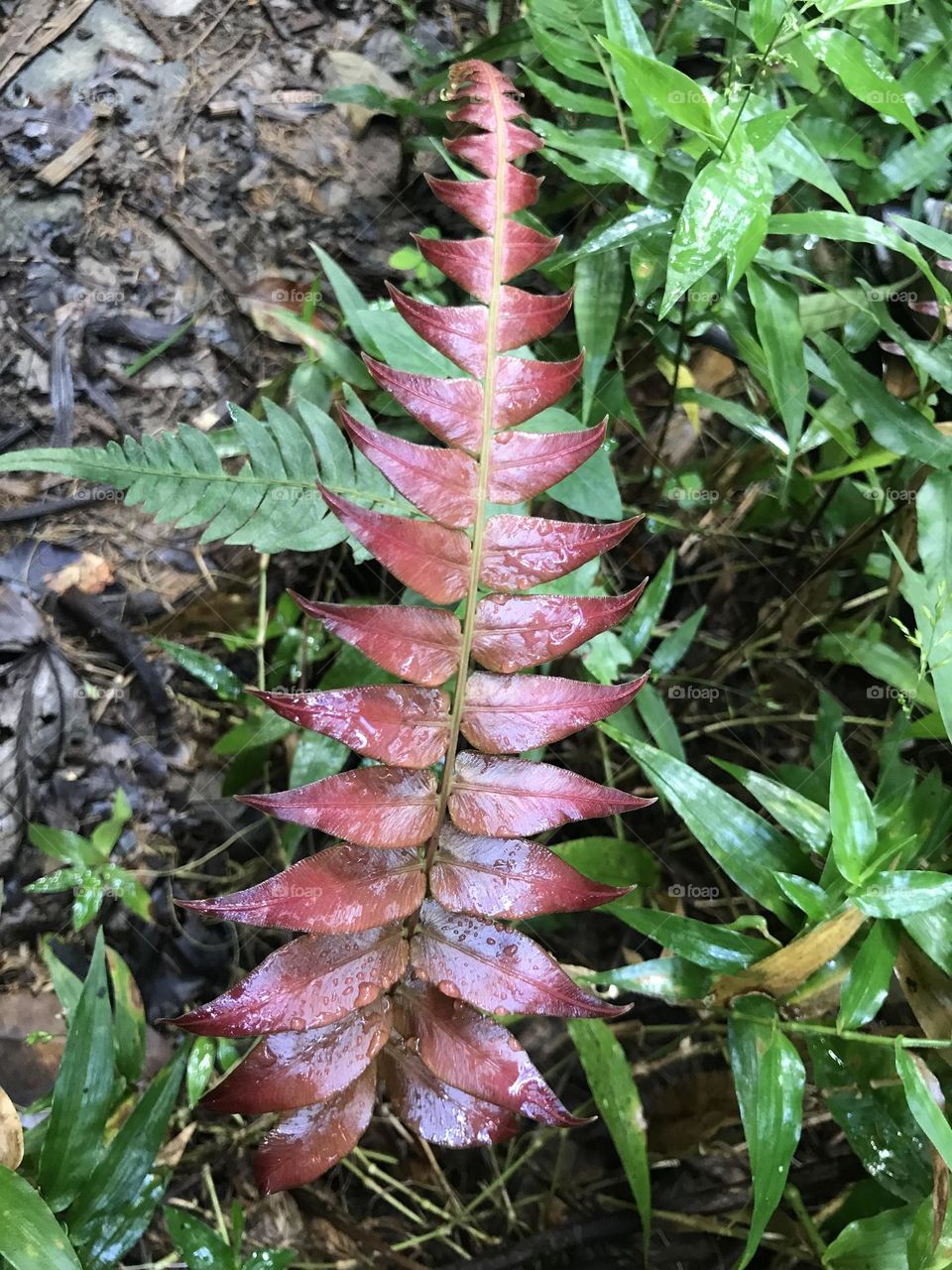 Wet red leaves in rainforest 