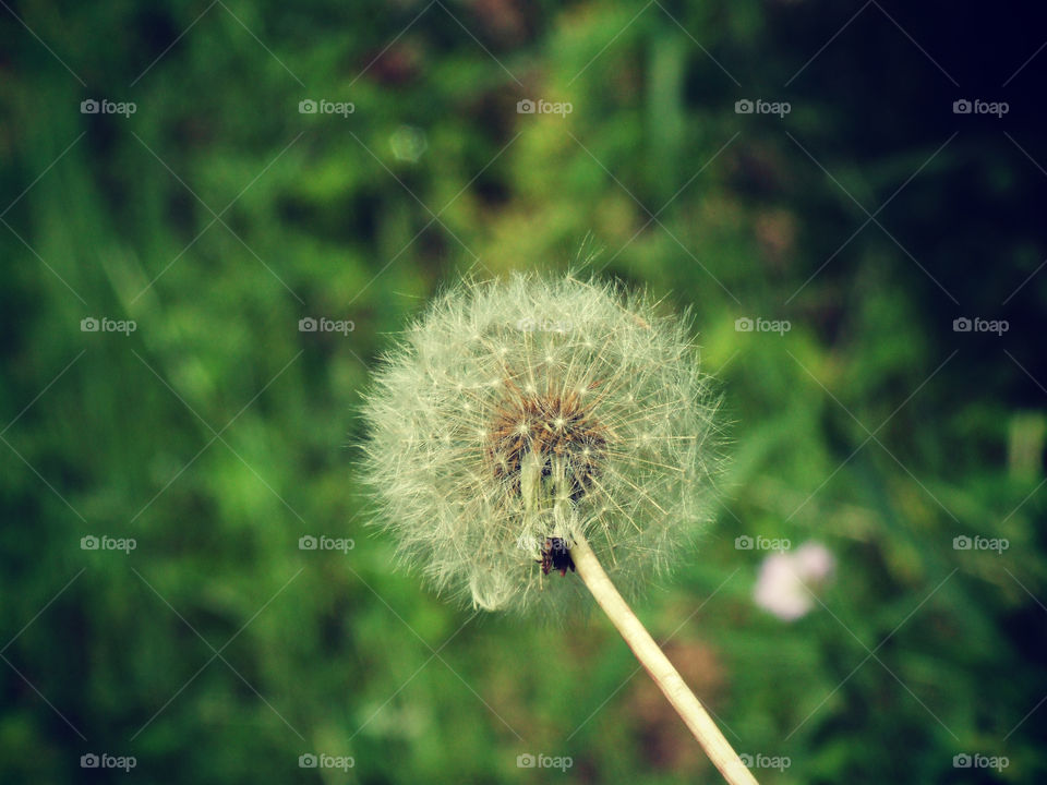 dandelion