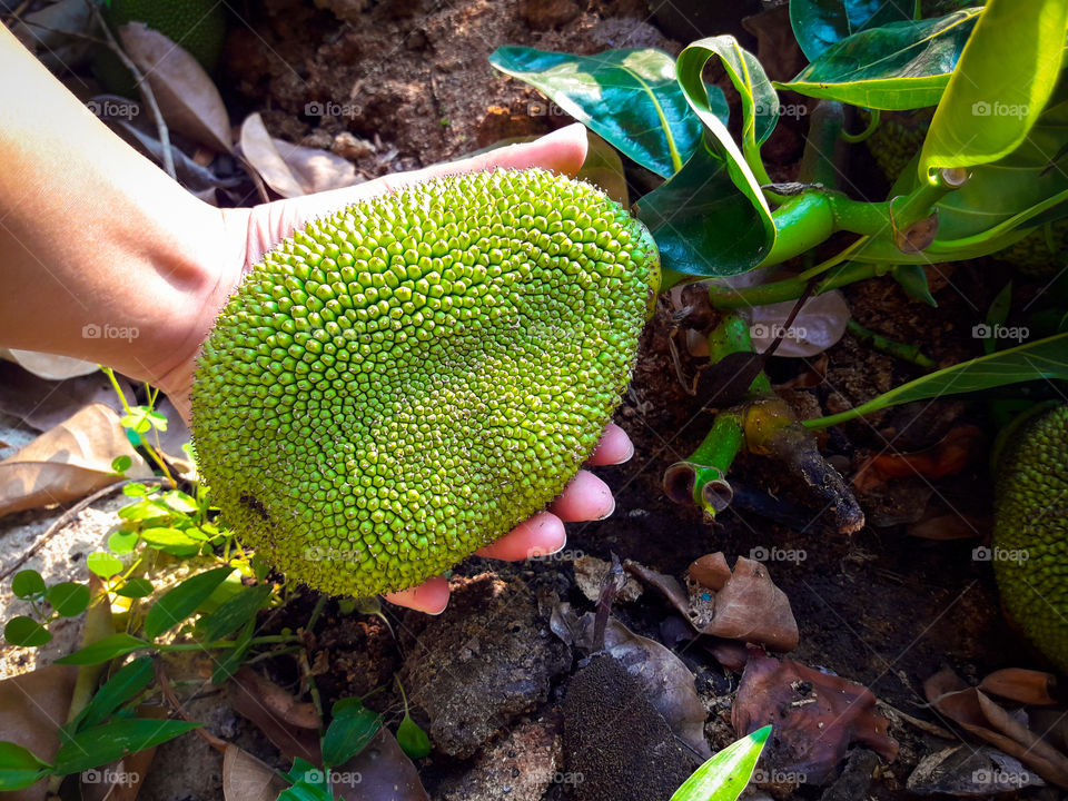 Holding jackfruit in my hand.