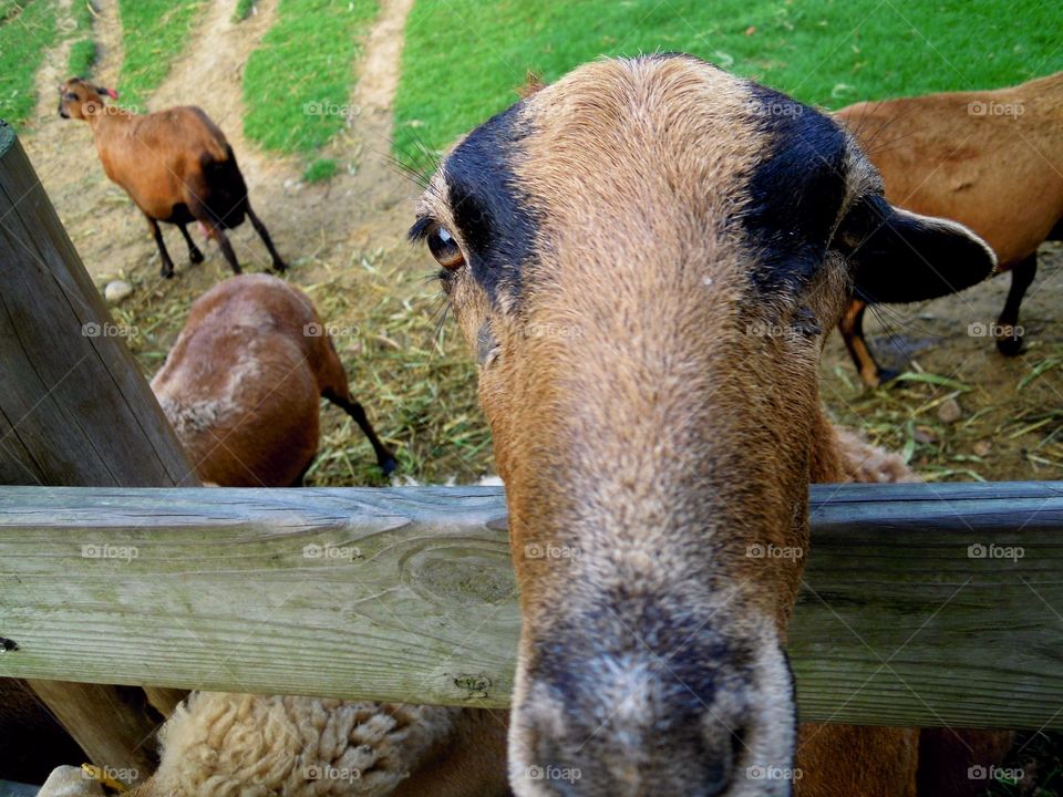 Close up of goat looking at camera