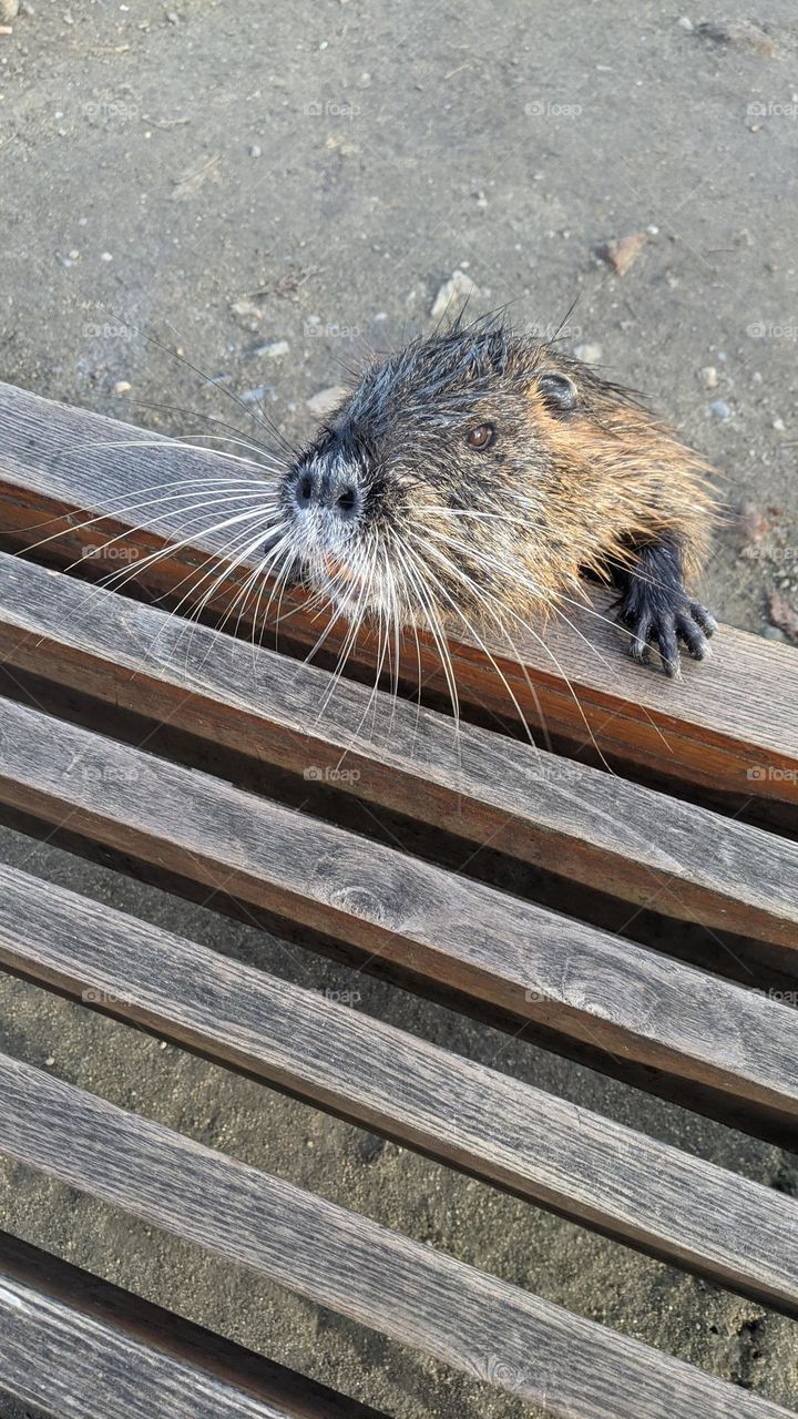 Nutria begging for food on the promenade in Prague.