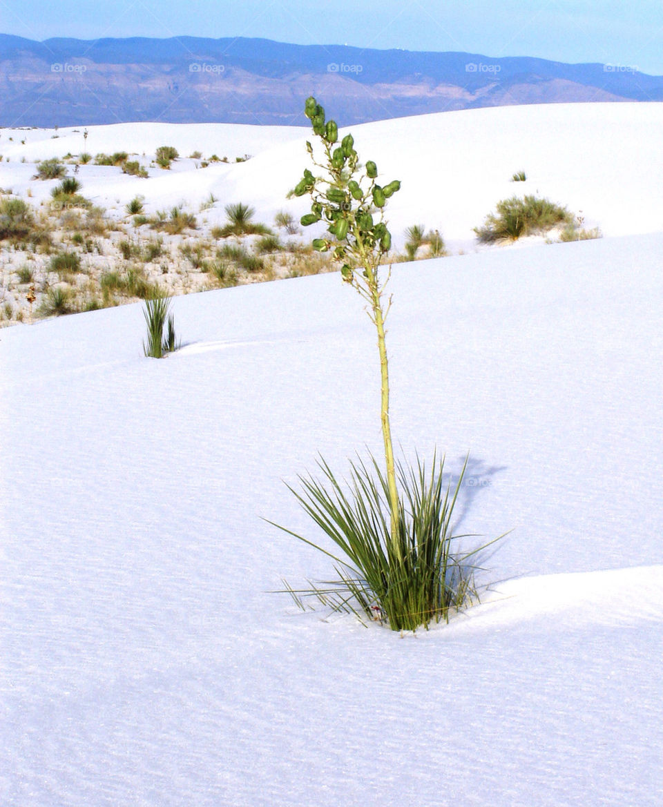 flora white mountain sands by refocusphoto