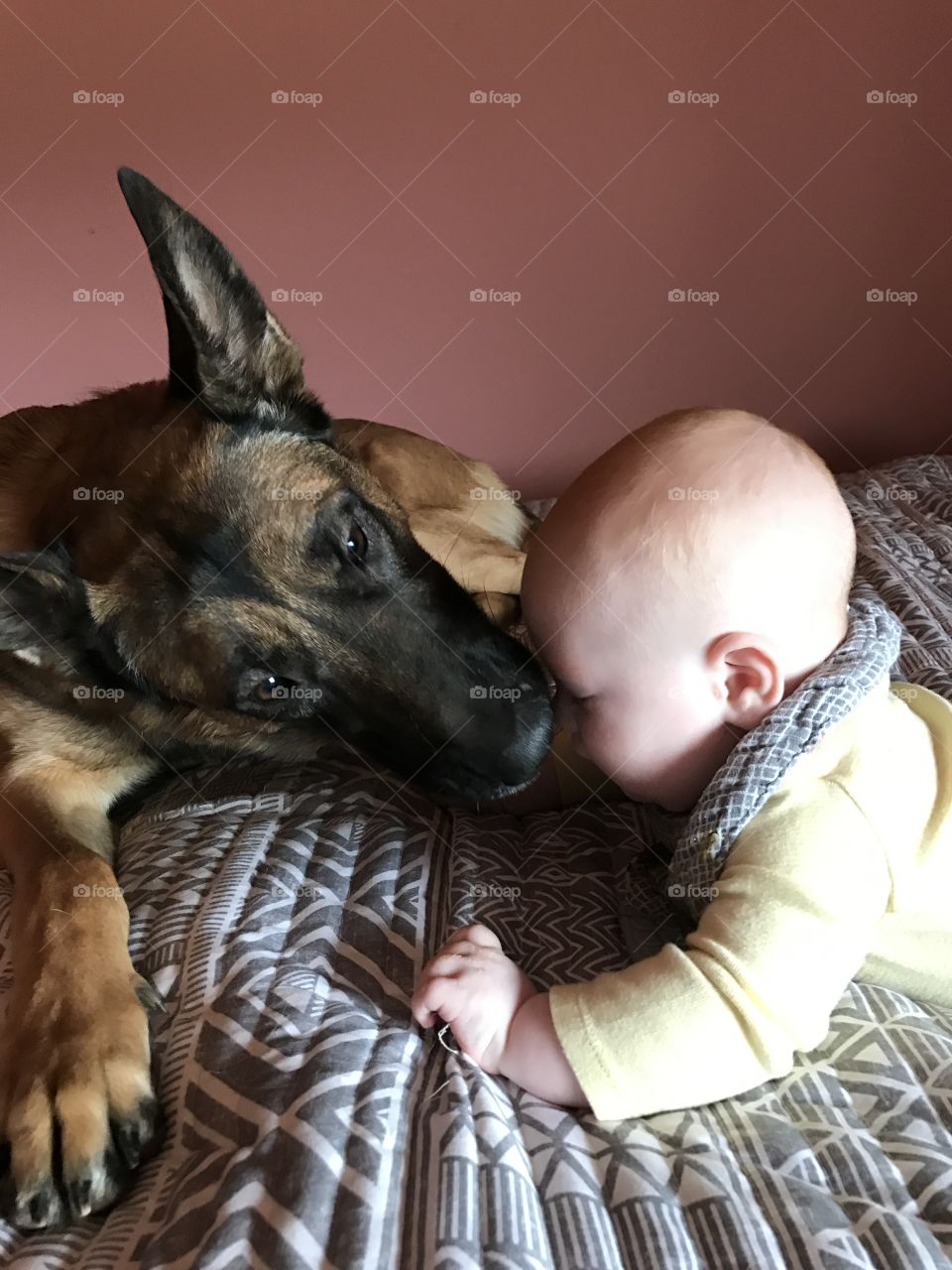 A dog is a boy's bed friend 