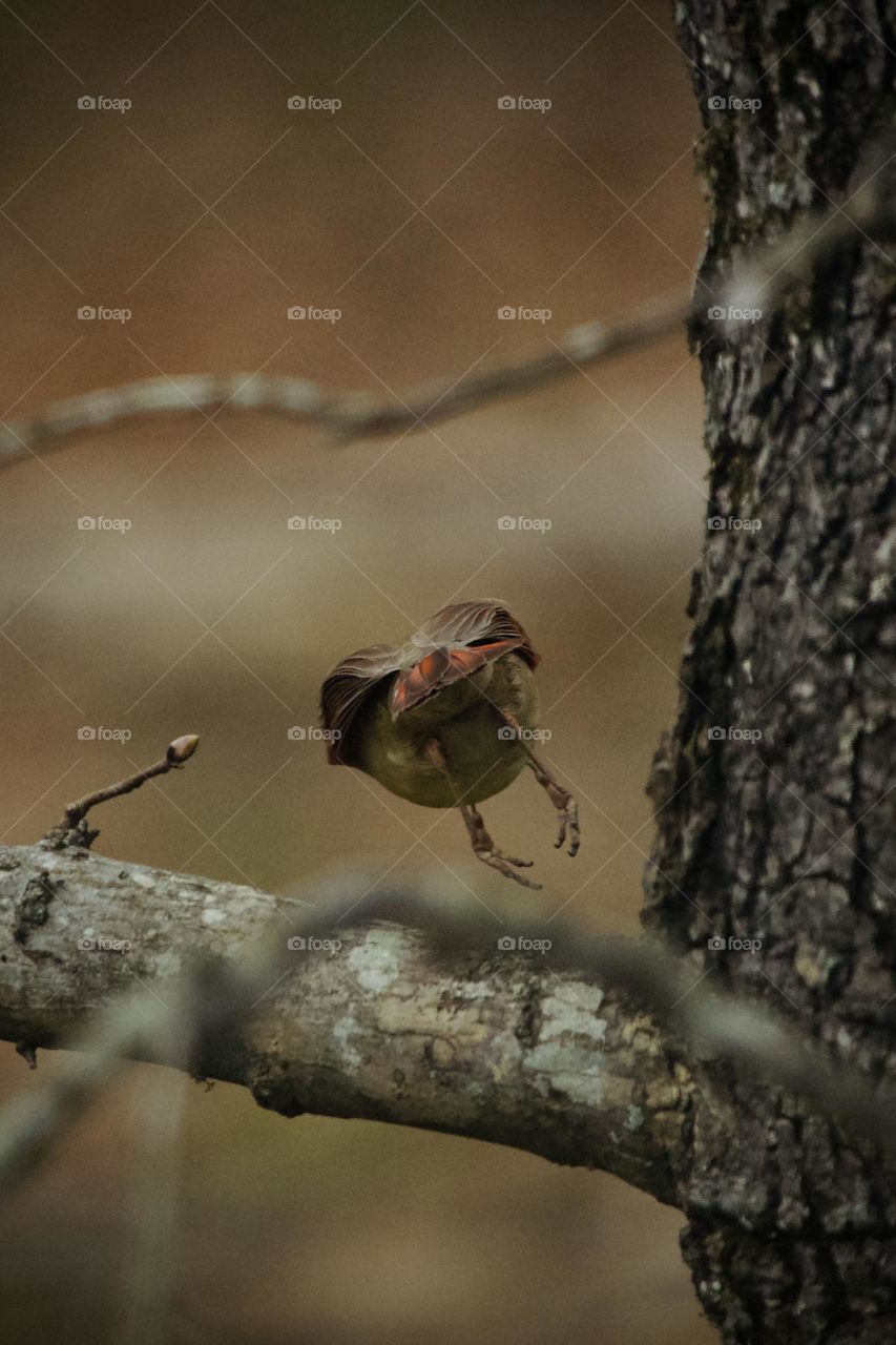 Closeup detail of a Cardinal bird leaping of a tree branch, before spreading its wings. Focus on tail feathers and feet