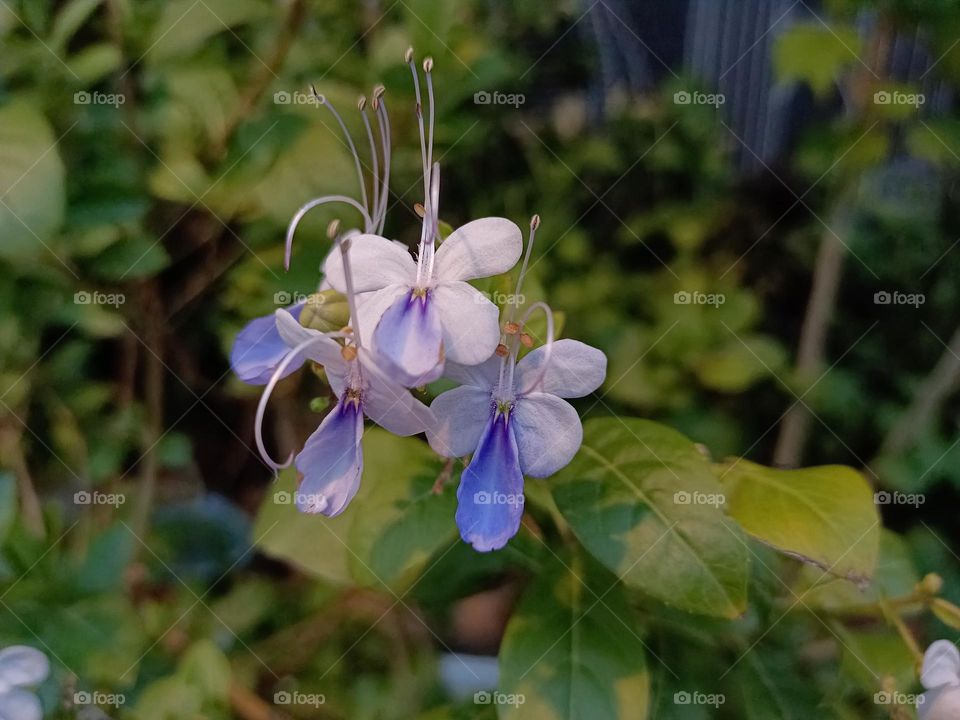 Blue Butterfly Flower