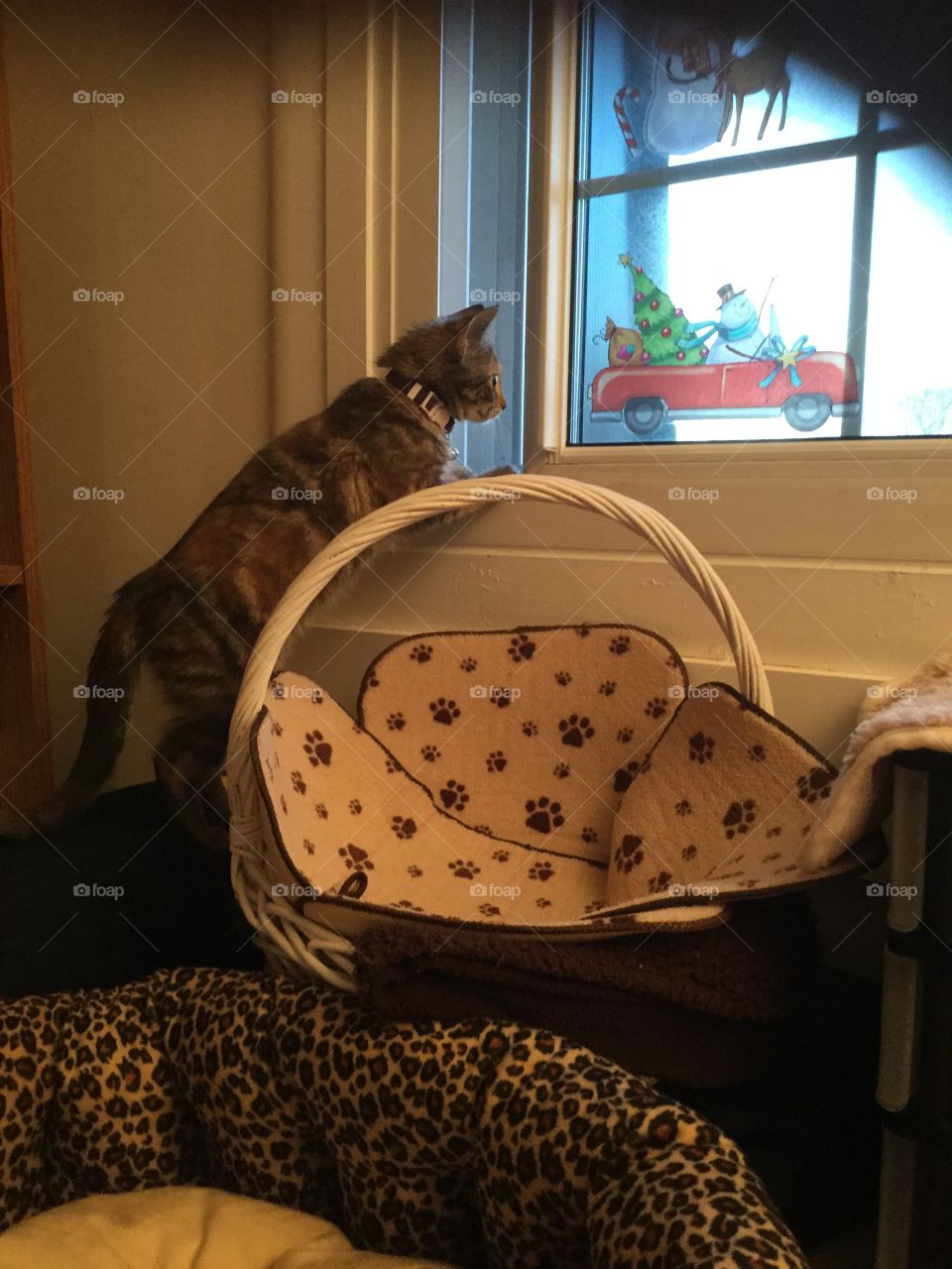 Curious  and mischievous kitty  