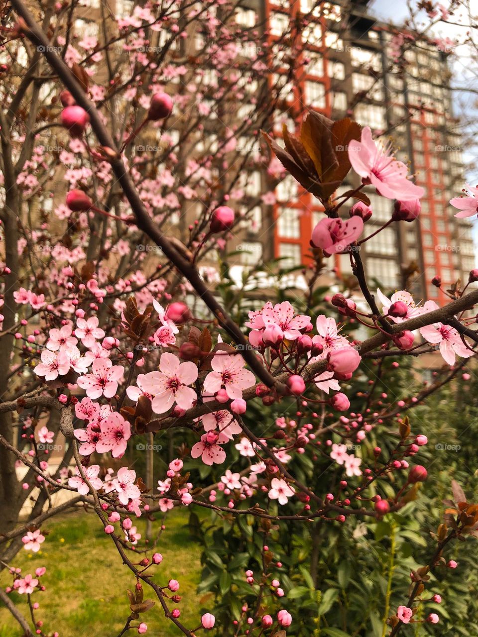 Blossom tree with pink flowers spring 