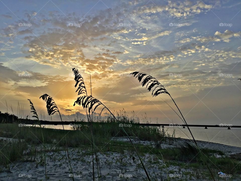 
Sea oats sway in the ocean breeze - Sunrise  filled the sky, pure scattered light; its hue ambitiously illumdinating each crevice of the sky