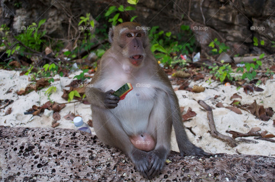 Monkey hanging out on the beach