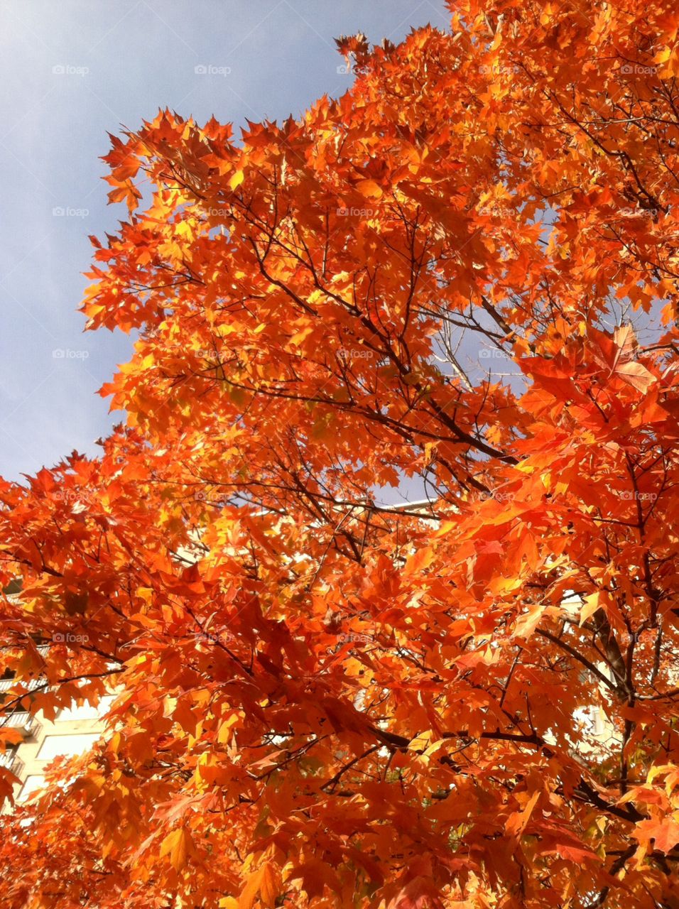 Fall, Leaf, Maple, Season, Tree