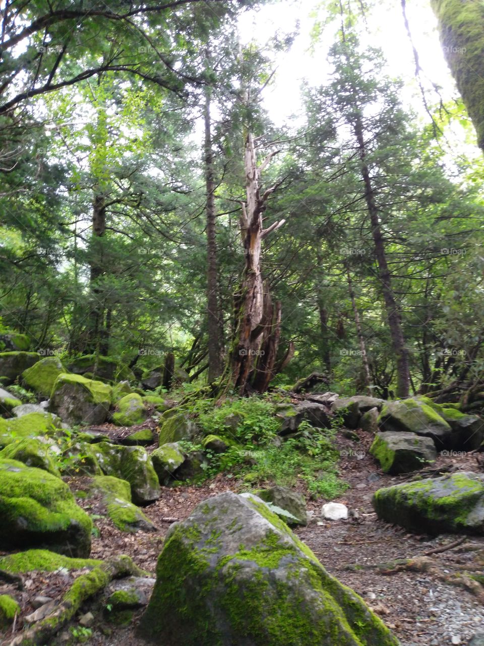 dead tree in forest