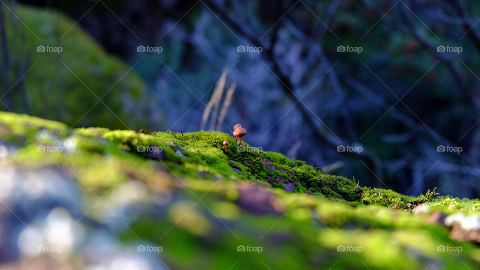 Mushroom in forest