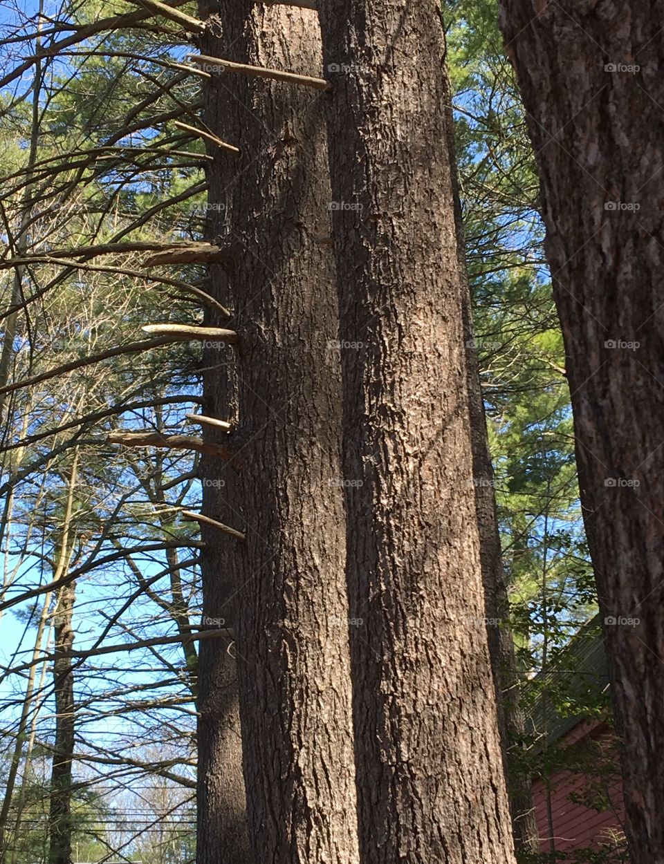 Spring reveals pine trees had a hard Winter.
