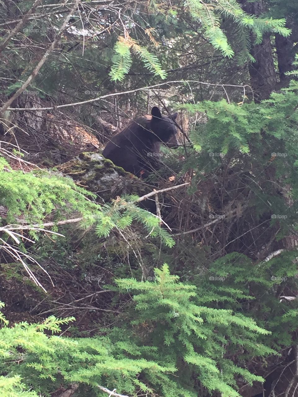 Black bear cub with a brown striped back found off the trails of Nitka Lake in Whistler, British Columbia.