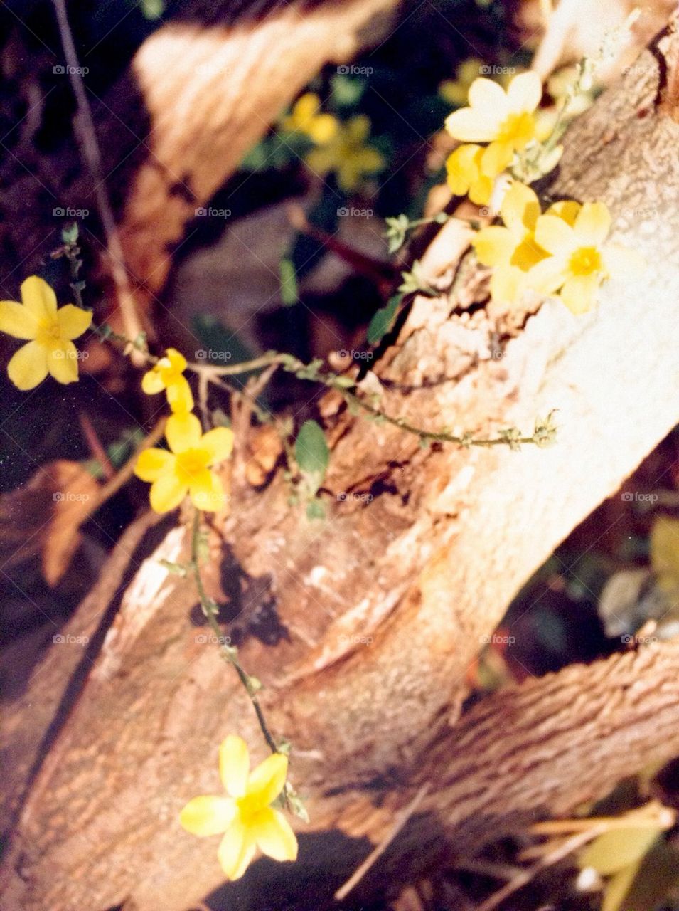 Wild Flowers