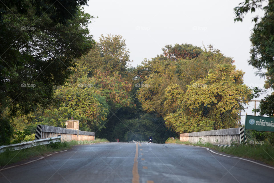 Tree tunnel over the road