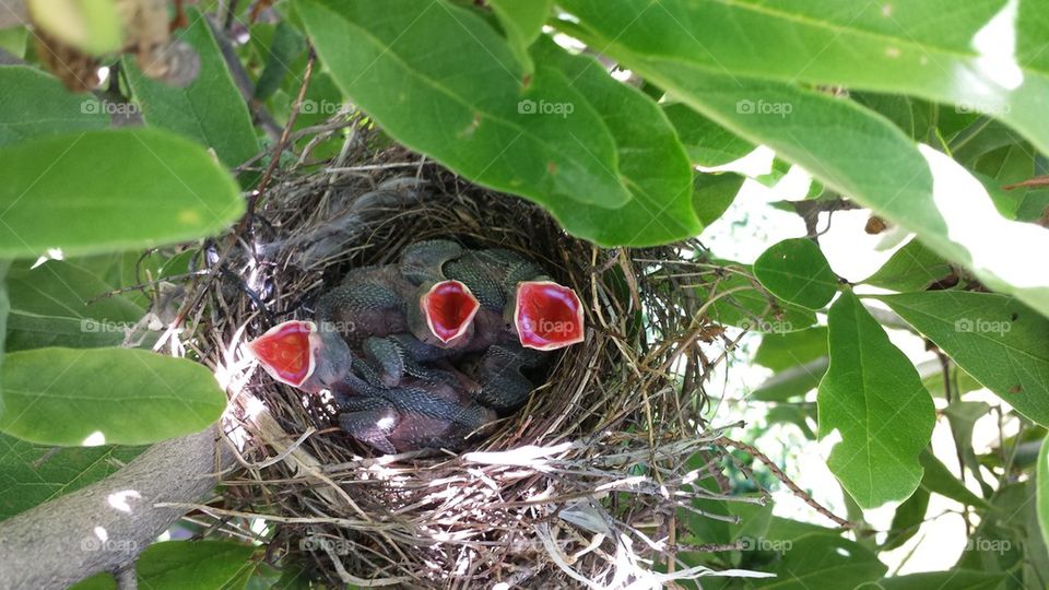 Baby Birds
