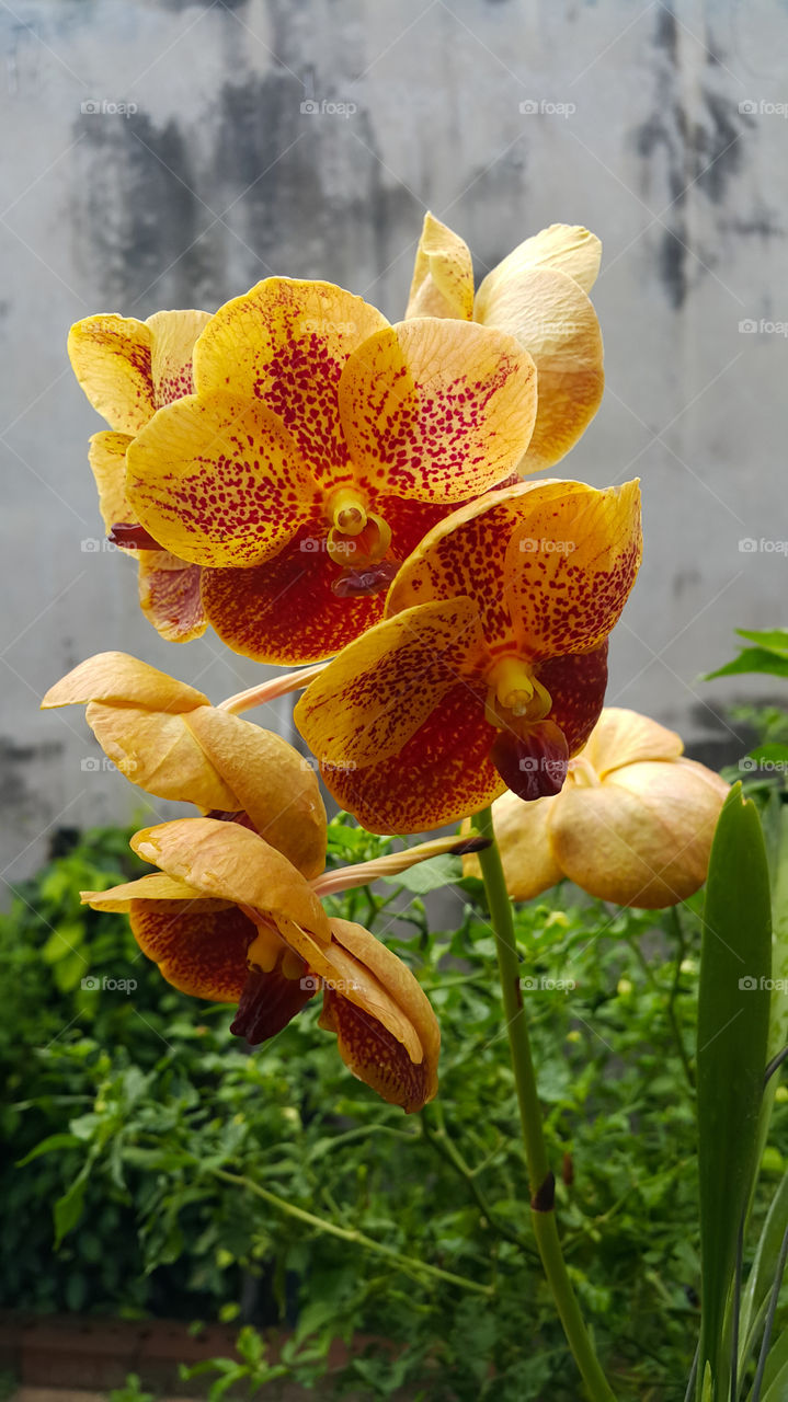 orchid fliwer decor in garden or park
