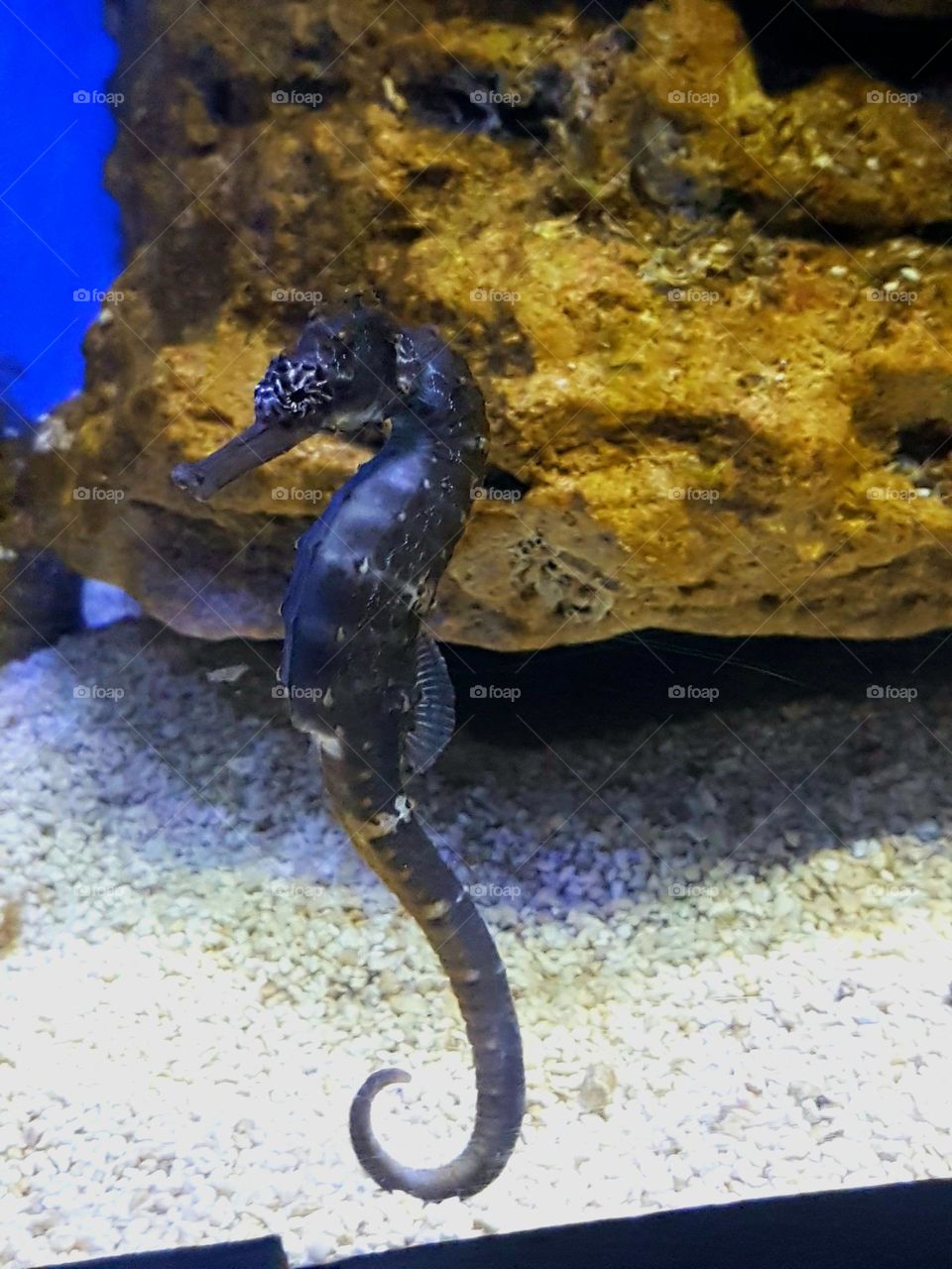 seahorse chilling