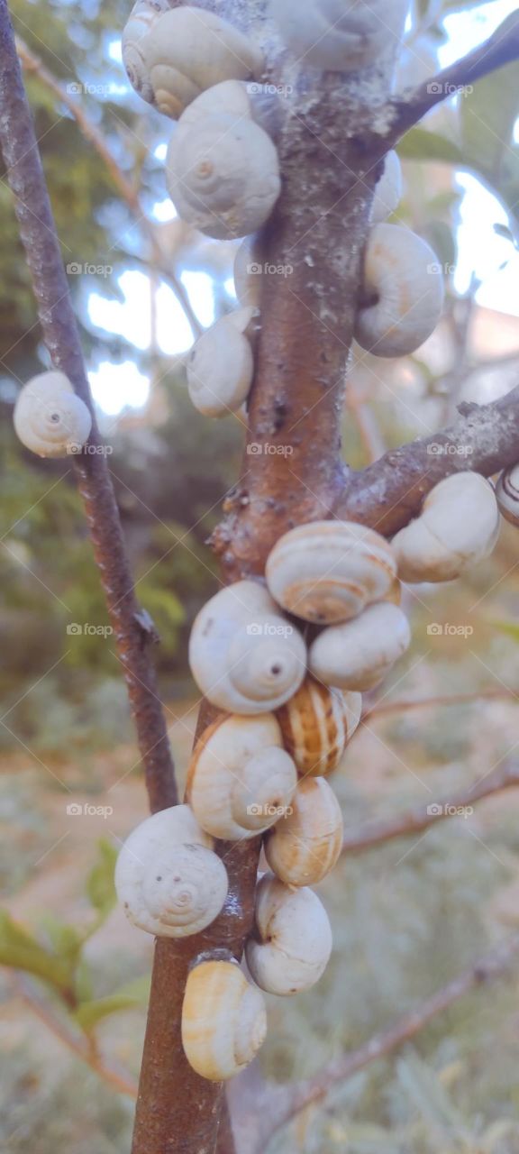 The snail invades the tree, but it is beautiful