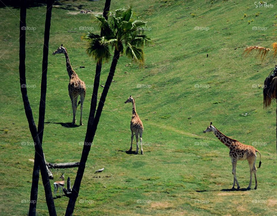 Giraffes 
