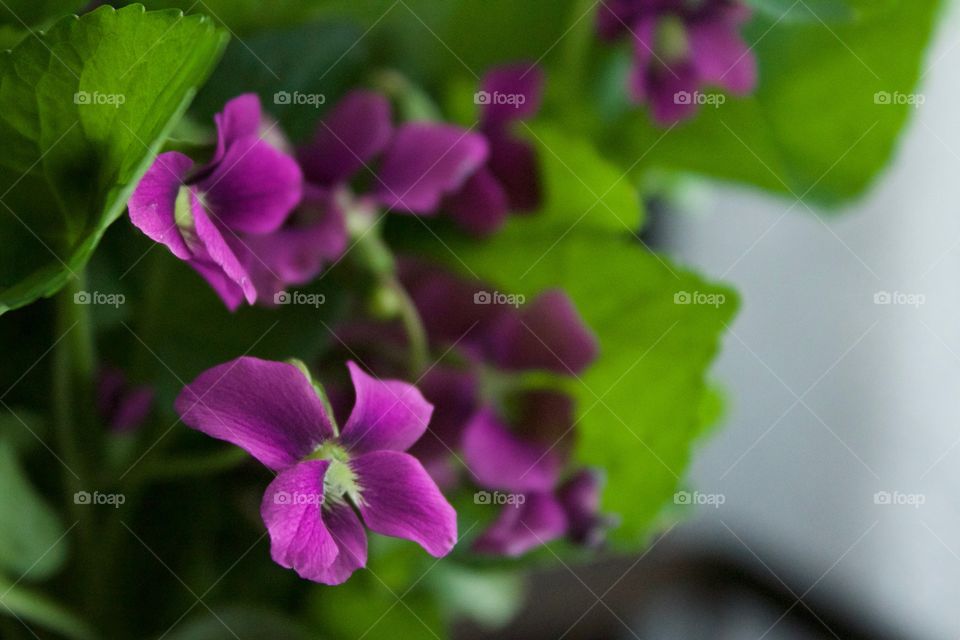 Isolated view of purple iolets 