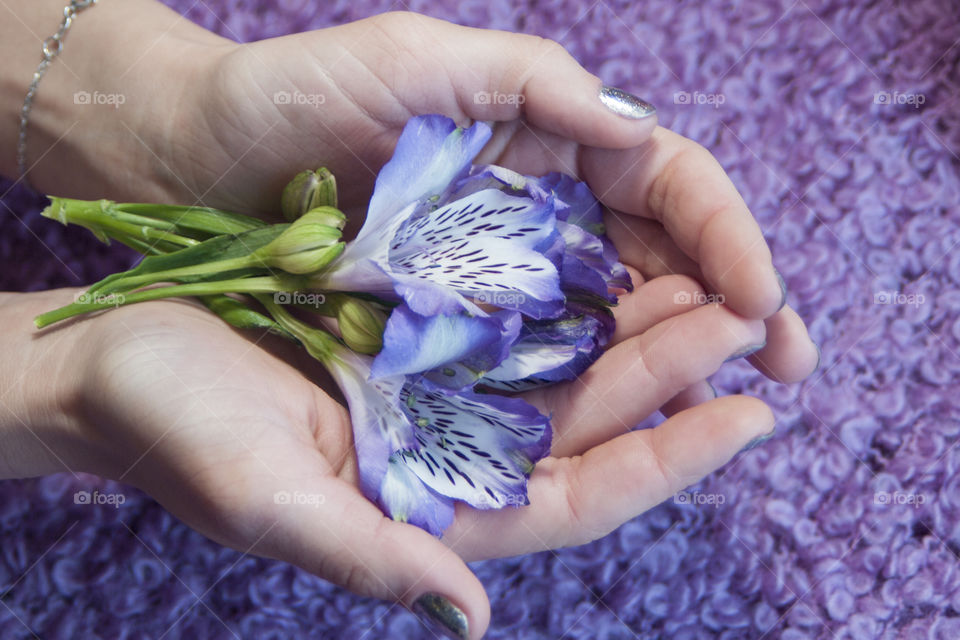 spring flower in the girl's hands