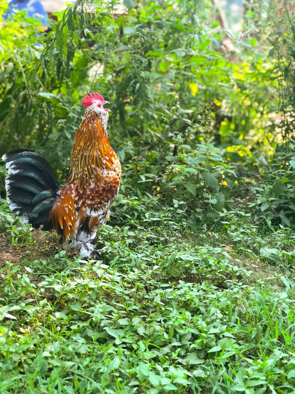Proud handsome rooster