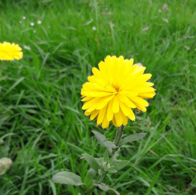 Dandelion