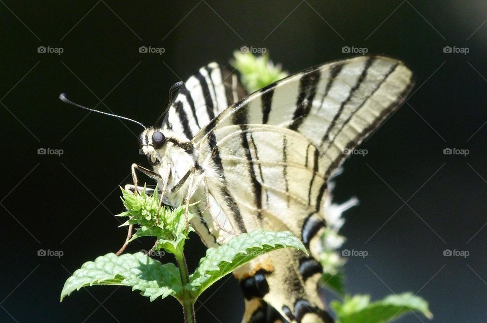 Scarce swallowtail