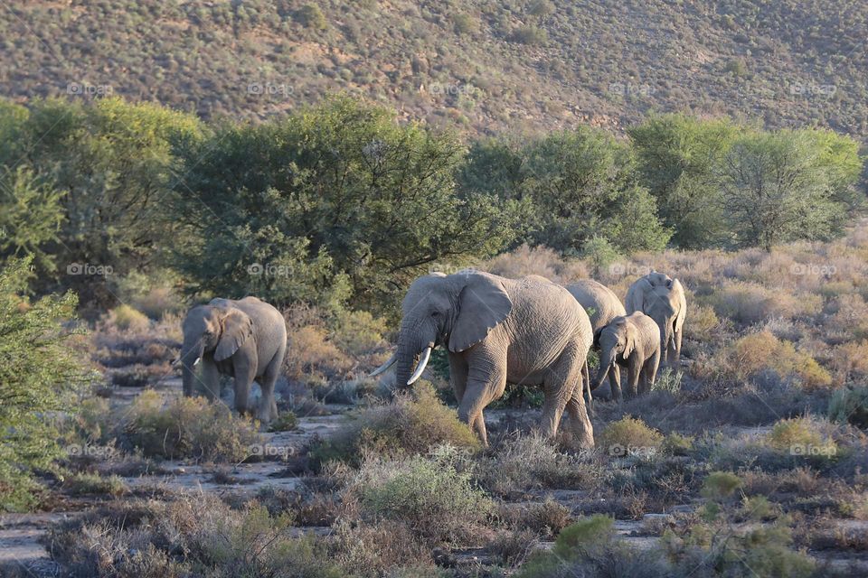 Elephant family out for a stroll in South Africa