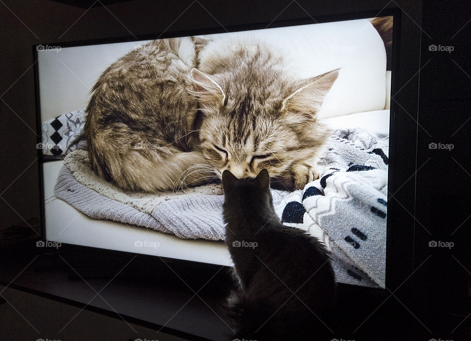 Funny cat sitting in relax watches itself at the television , haired pet of Siberian breed