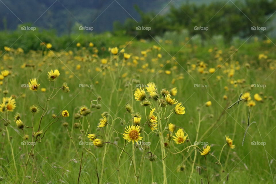 Flower Field