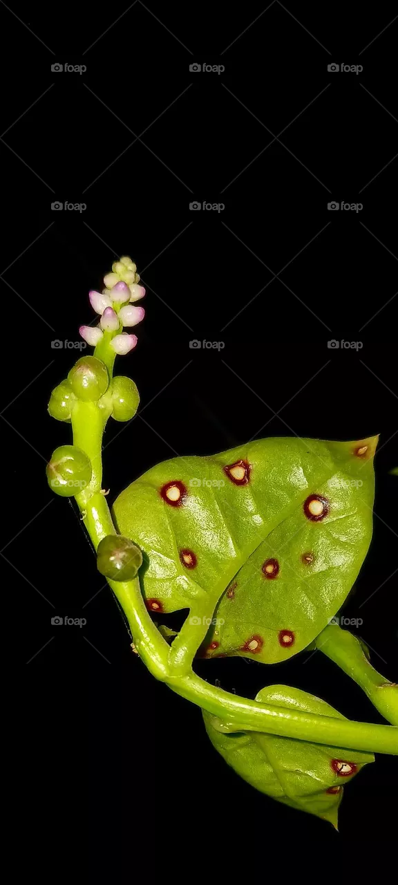 Malabar spinach Vegetable Seeds