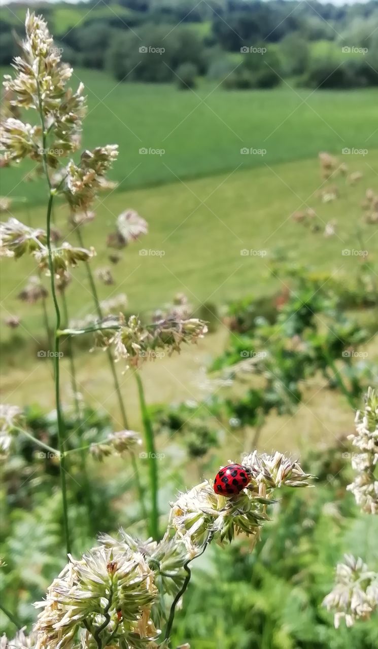 Ladybird on grass, Cheshire