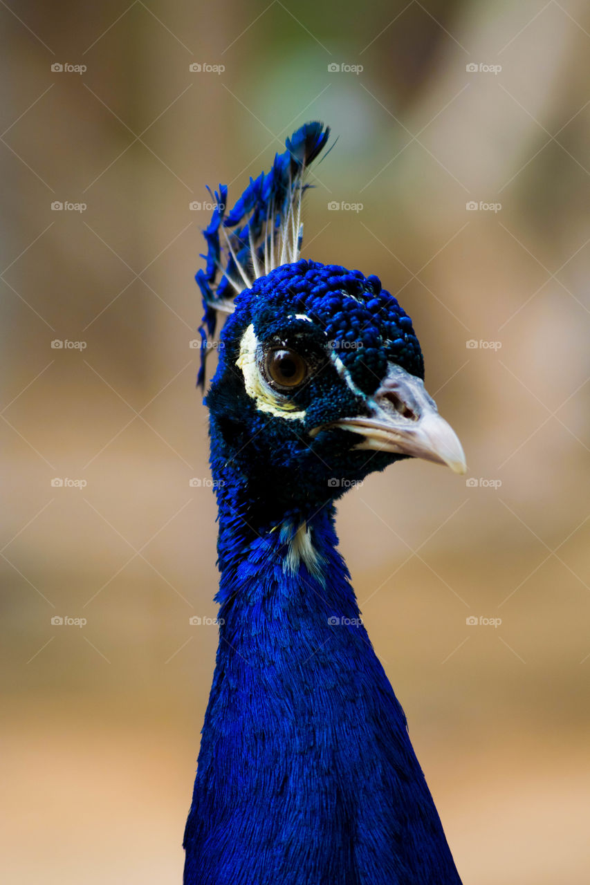 Beautiful royal blue peacock