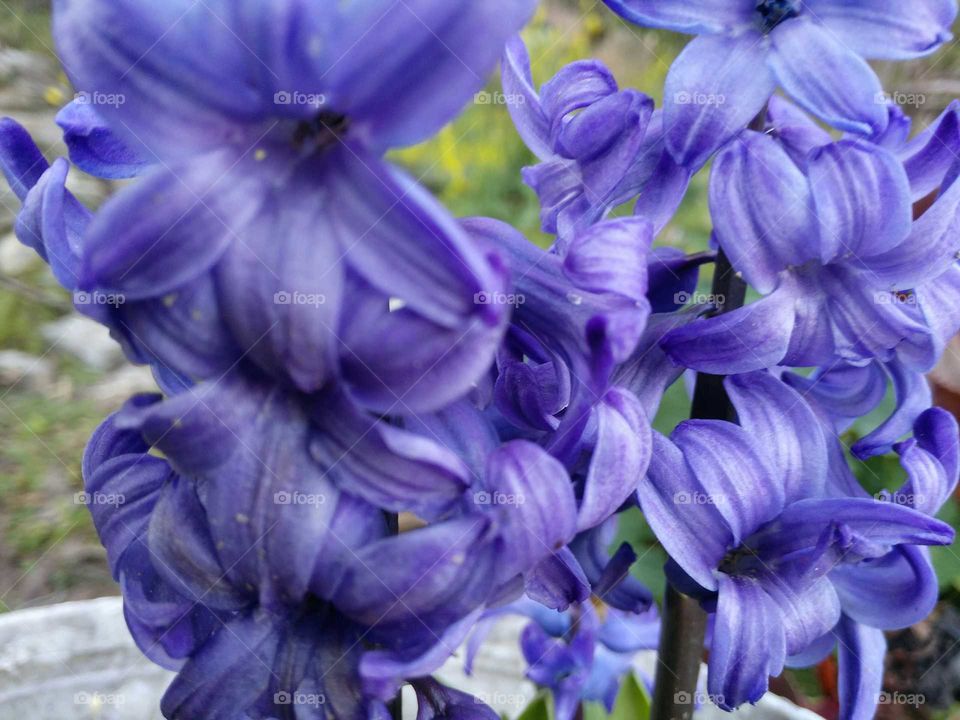 hyacinth blues
