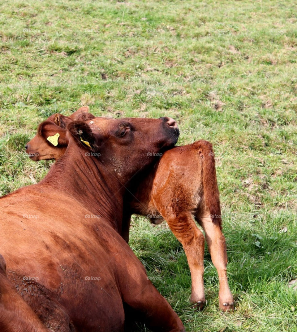 love countryside cow calf by merethe