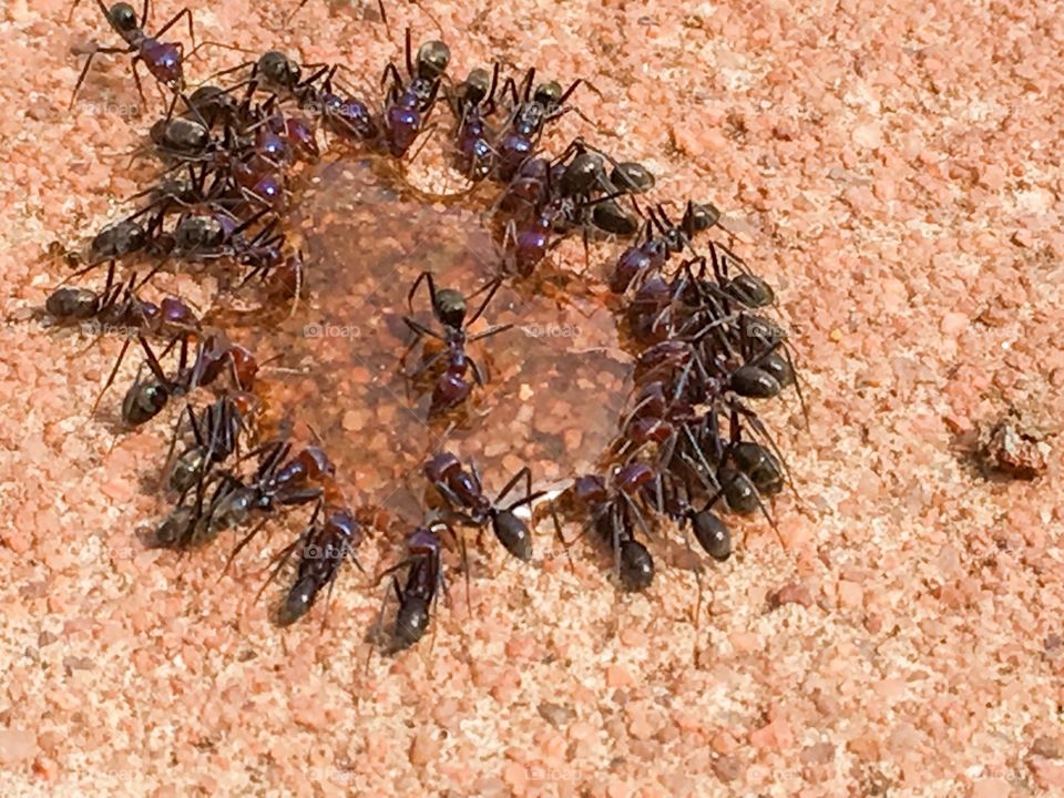 Worker ants congregating around food source 