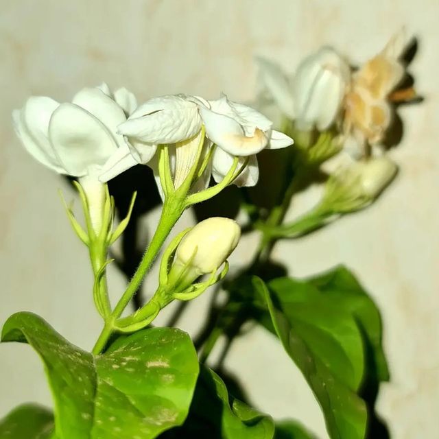 nectar