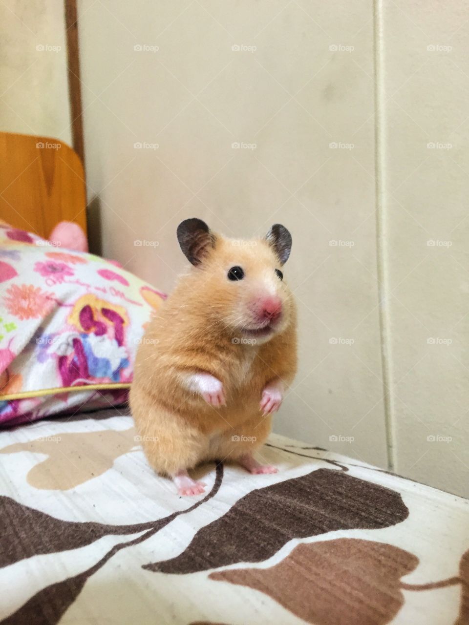 My little hamster