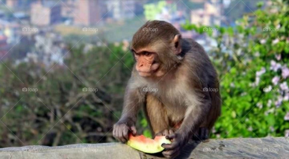 monkey eating watermelon 🍉🍉