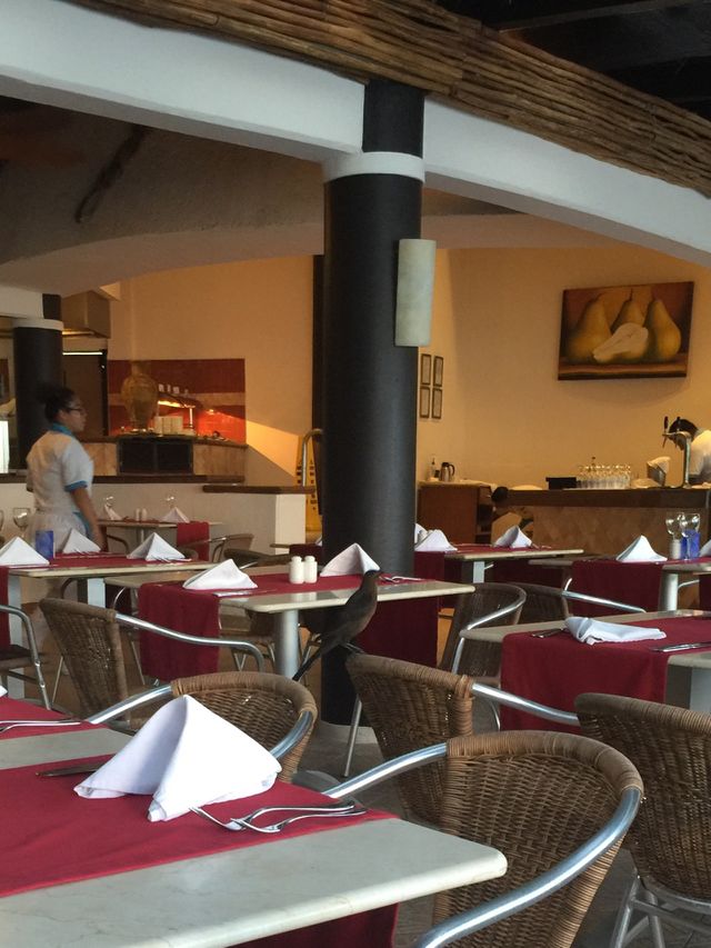 Bird in restaurant