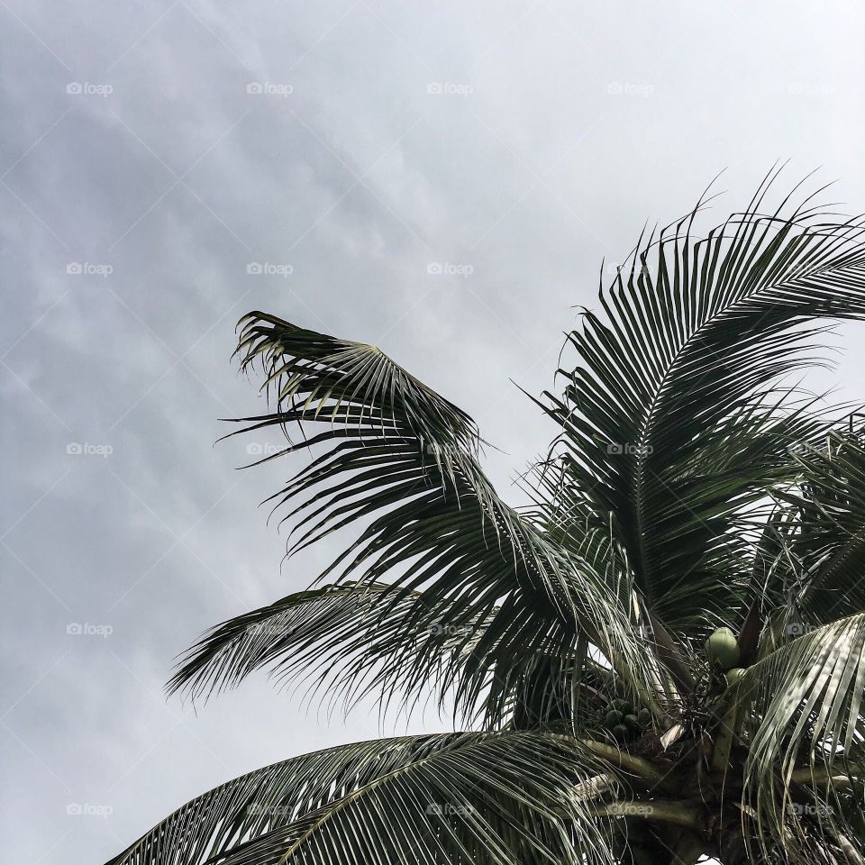 Palms to the Sky