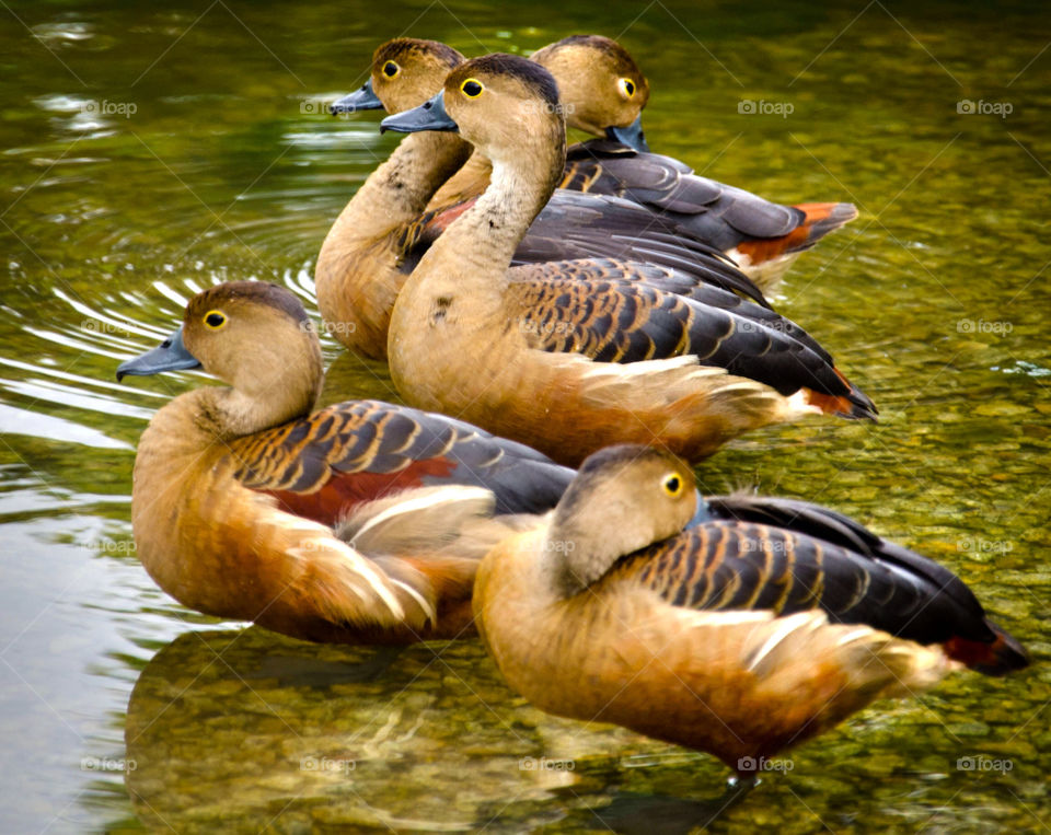 pond ducks feathers by sklaria